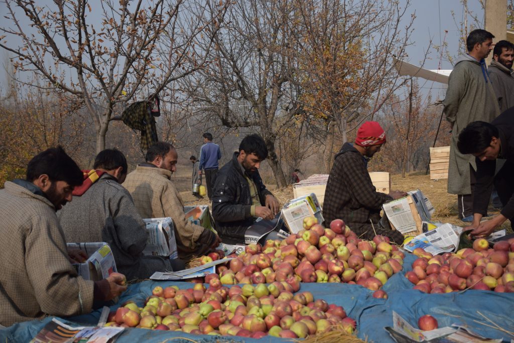 Apple-farmers-in-Kashmir-package-heir-crops-to-send-to-a-mandi-or-market-yard.-1024x683