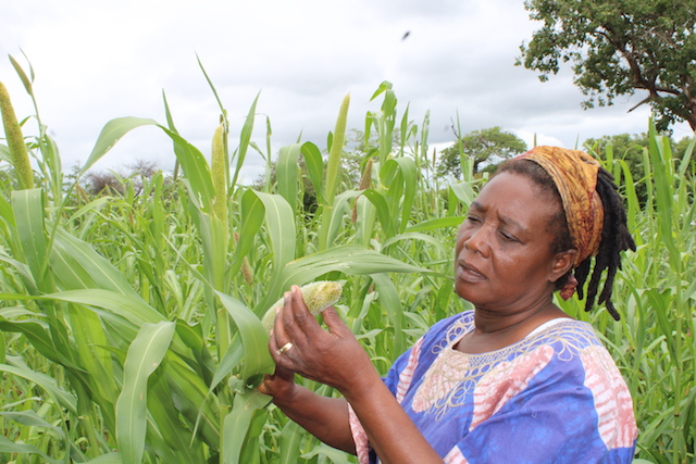 Zimbabwean-farmer-Sinikiwe-Sibanda-looking-at-her-pearl-millet-crop-at-her-farm-outside-Bulawayo-Zimbabwe-20-Jan.-2020-credit-Busani-Bafana-IPS-2