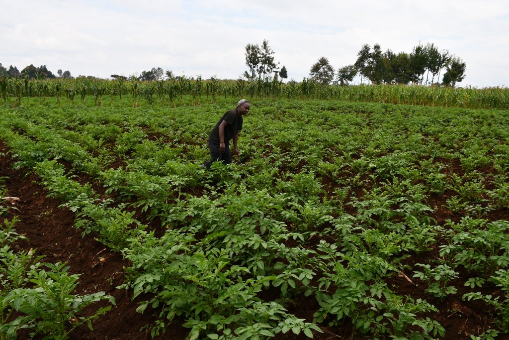 Kimani-Mwanikian-Irish-potato-farmer-in-Elburgon-tends-to-his-crop-after-preparing-his-5-acre-land-using-a-chisel-plough-and-tractor-that-he-acquired-by-AMS-.Small-holder-farmers-1024x683