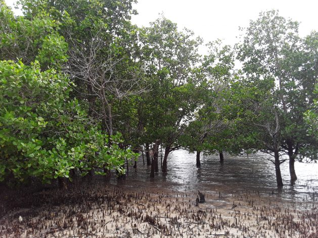 Mangrove-blue-carbon-to-bolster-climate-change-adaptation-mitigation-and-resilience-efforts-experts-say.-Photo-Joyce-Chimbi-629x472