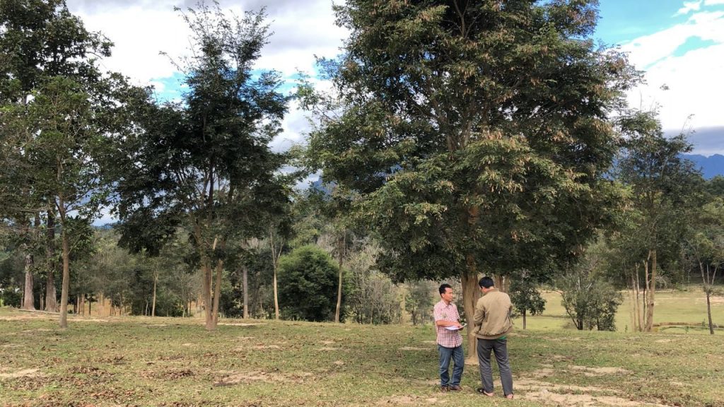 Siamese-Rosewood-trees-on-a-farmland-in-Lao-PDR-Credit_NAFRI-Laos-1024x576