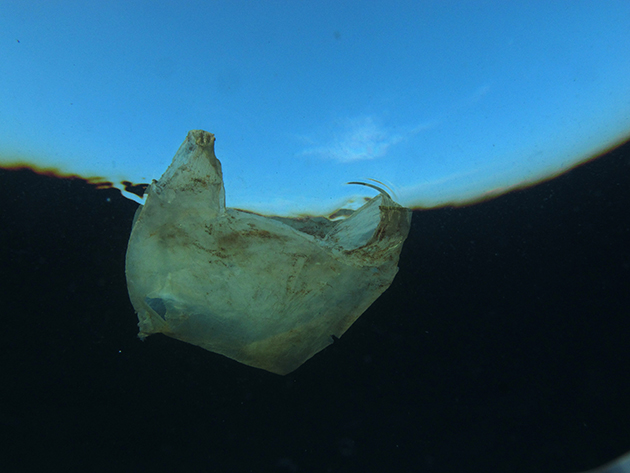 Single-use-plastic-bag-_-Clean-Sea-LIFE_