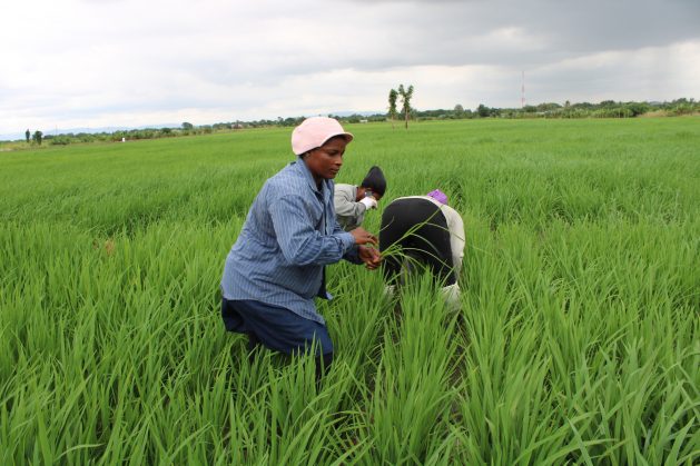 Women-rice-farmers-in-a-field-Accra-Ghana-September-2019-credit-Busani-Bafana-IPS-629x419