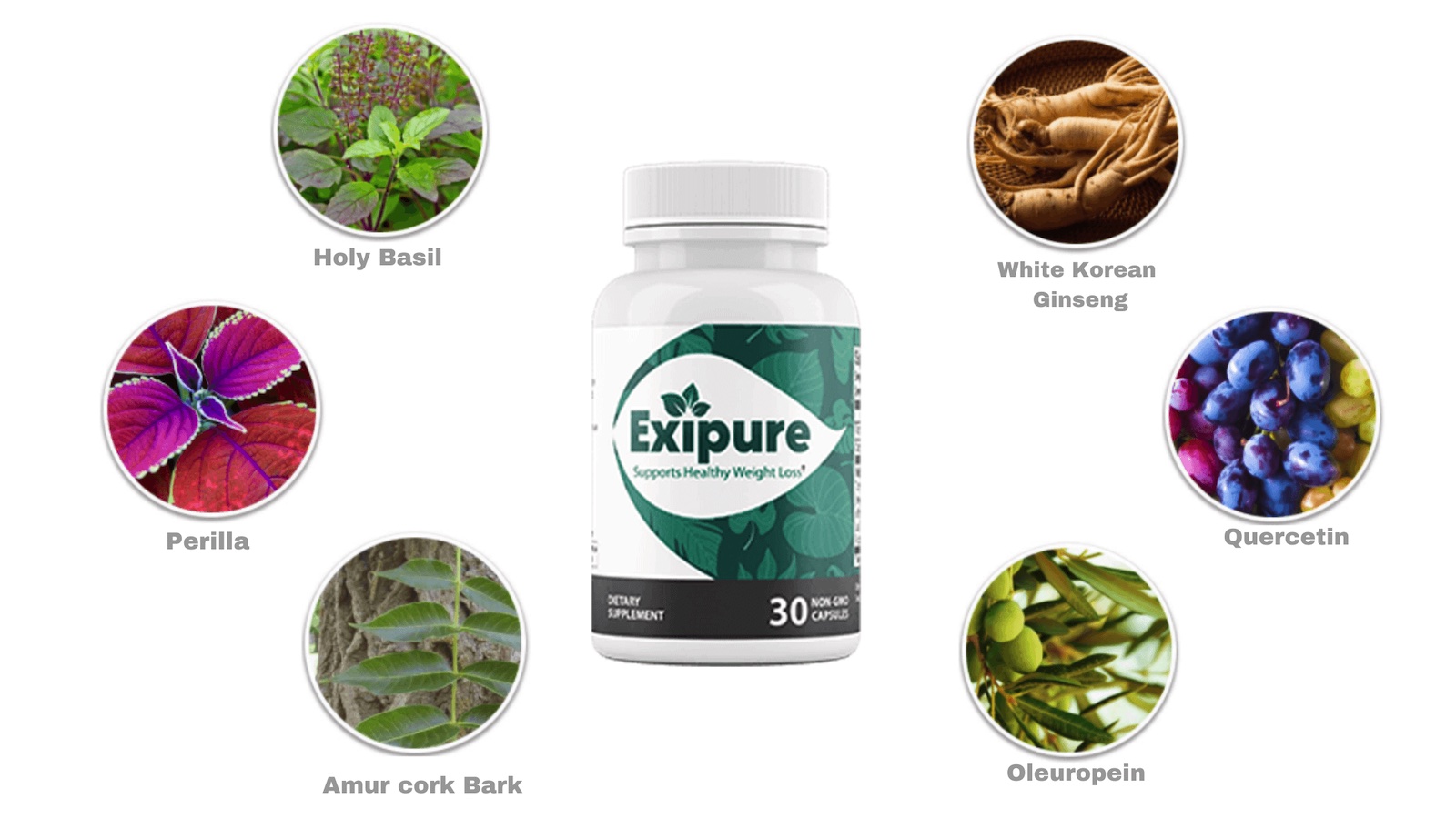 Exipure main ingredients